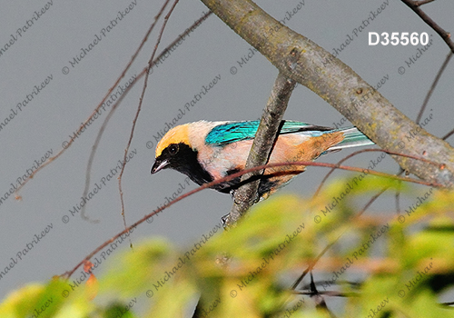 Burnished-buff Tanager (Tangara cayana)